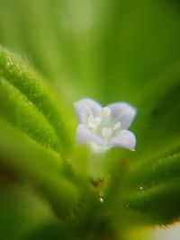 Close-up of wet flower