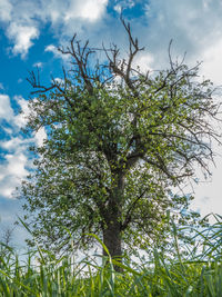 Low angle view of flowering tree against sky