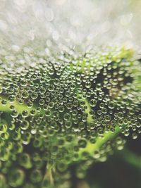 Close-up of water drops on leaf
