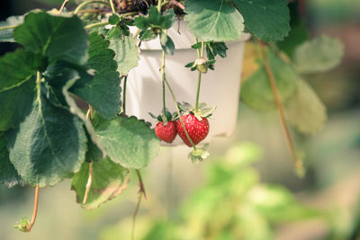 Close-up of red berries growing on tree