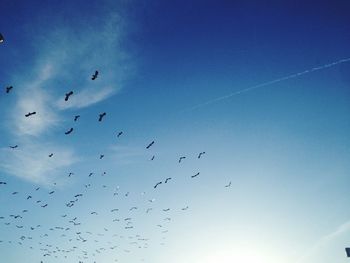 Low angle view of birds flying against blue sky