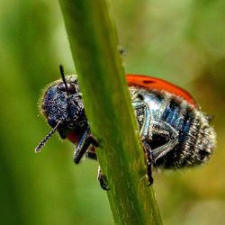 Close-up of insect on leaf