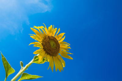 Low angle view of sunflower against blue sky