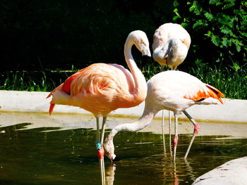 Birds in water