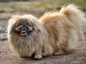 Portrait of a dog on the field