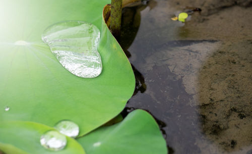 High angle view of water lily leaves floating on lake