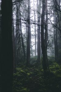 Trees in forest