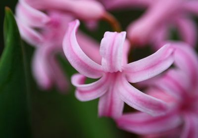 Close-up of pink flower blooming outdoors