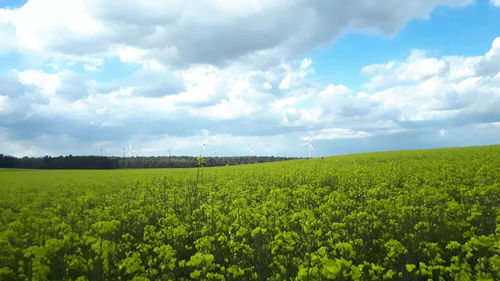 Scenic view of agricultural field against sky