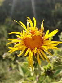 Close-up of yellow flower blooming outdoors