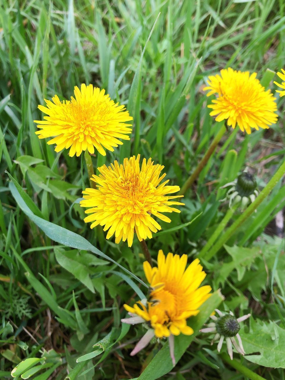 HIGH ANGLE VIEW OF YELLOW FLOWER ON FIELD