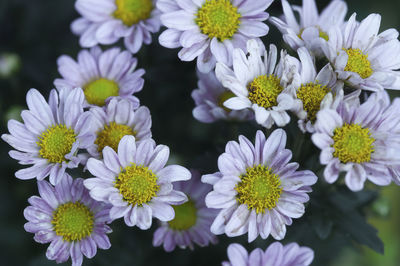 Close-up of purple flowers
