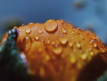 Close-up of wet orange flower