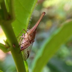 Close-up of insect on plant
