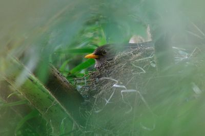 Bird perching on a plant