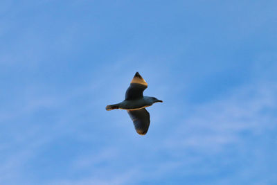 Low angle view of seagull flying in sky