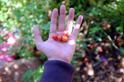 Cropped hand showing red cherry tomatoes