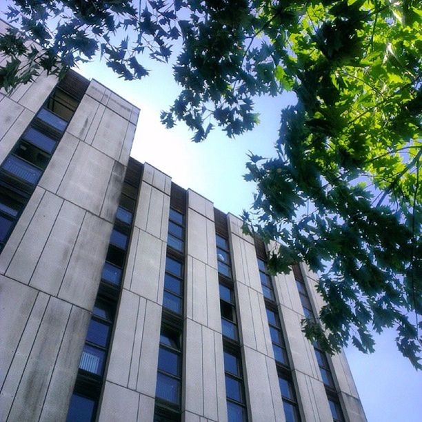 building exterior, architecture, low angle view, built structure, tree, city, building, window, office building, modern, growth, branch, tall - high, residential building, clear sky, day, outdoors, sky, no people, glass - material