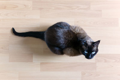 Portrait of cat sitting on hardwood floor