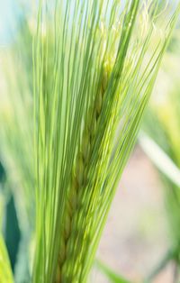 Close-up of wheat growing on field