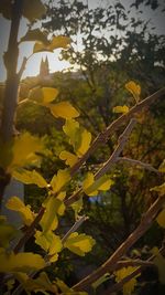 Close-up of yellow tree against sky