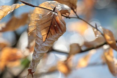 Close-up of dried leaves on branch