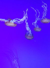 Close-up of jellyfish against blue background