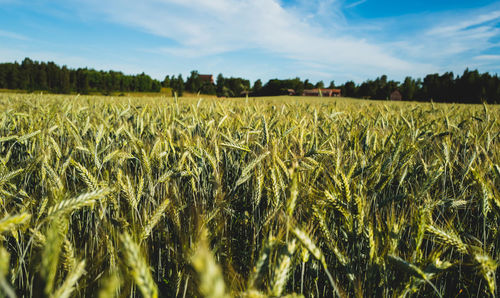 Close-up of barley field