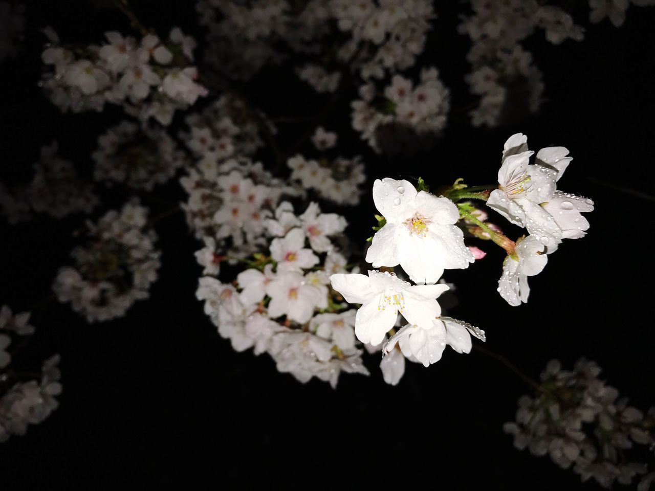 flower, blossom, white color, beauty in nature, growth, close-up, nature, twig, tree, fragility, petal, freshness, flower head, no people, cherry blossom, branch, outdoors, day