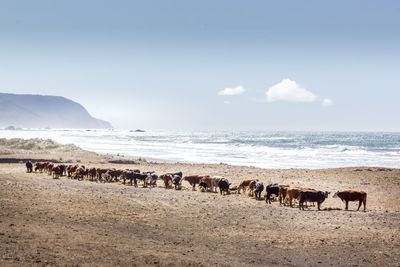 Horses on sea shore against sky