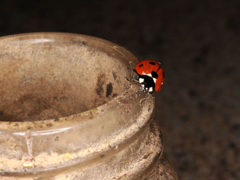 Close-up of ladybug