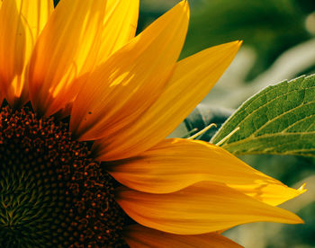 Close-up of flower blooming outdoors