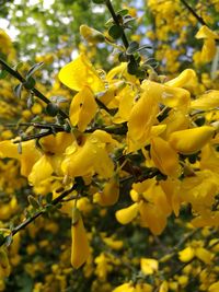 Close-up of yellow flowers