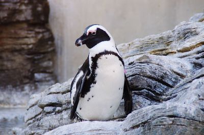 Close-up of penguin on rock