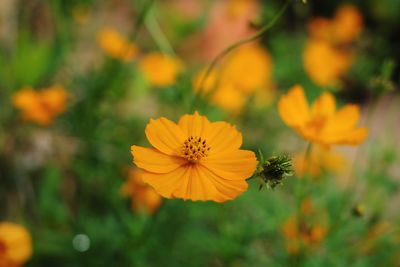 Close-up of yellow cosmos flower