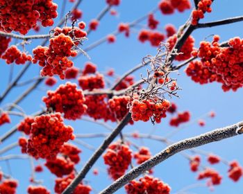 Low angle view of berries growing against sky during winter