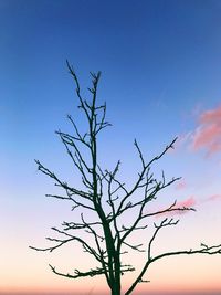 Low angle view of bare tree against clear blue sky