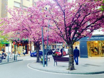 View of trees in city