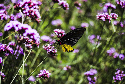 Close-up of butterfly pollinating on pink flowers