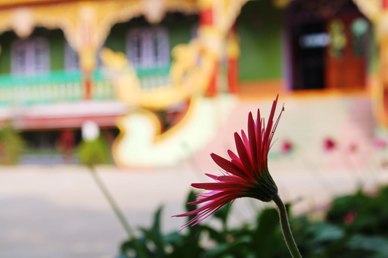 CLOSE-UP OF FLOWERING PLANTS