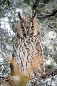 Close-up portrait of bird perching on tree