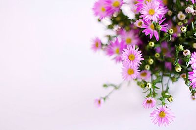 Close-up of pink flowering plant against white background
