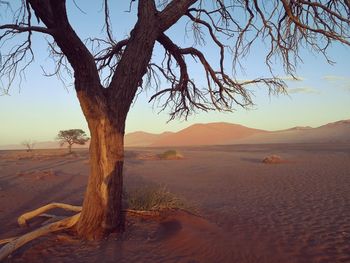 Bare tree on desert against sky during sunset