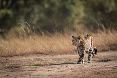 Leopard walking in savannah past long grass