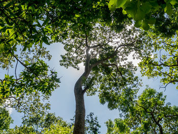 Low angle view of trees against sky