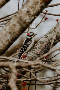 Low angle view of bird perching on branch