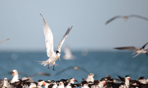 Royal tern thalasseus maximus shorebird among a large flock of terns, including black skimmer terns