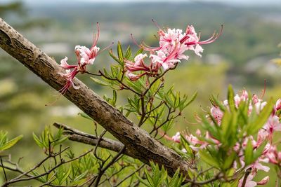 Close-up of pink flowering plant