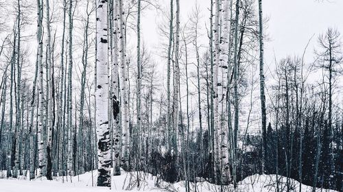 Bare trees on snow covered landscape