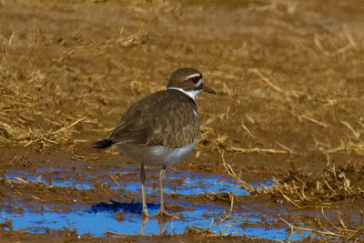 Bird perching on water